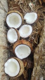 Fresh semihusked Coconut (Mature) - Image 5