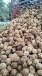 Fresh semihusked Coconut (Mature) - Image 2