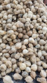 Fresh semihusked Coconut (Mature) - Image 3