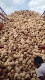 Fresh semihusked Coconut (Mature) - Image 4