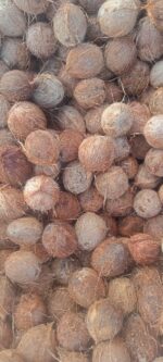 Fresh Dehusked Coconut (Mature) - Image 2