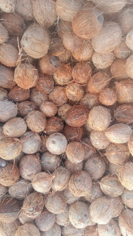 Fresh Dehusked Coconut (Mature)