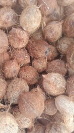Fresh Dehusked Coconut (Mature) - Image 4