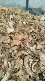 Coconut shell - Image 5