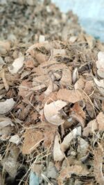 Coconut shell - Image 4